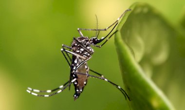 Brasil registra mais de 920 mil casos prováveis de dengue e 184 mortes em 2024